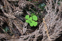 Dichocarpum adiantifolium