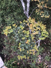 Nothofagus