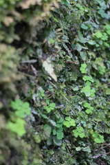 Dichocarpum adiantifolium