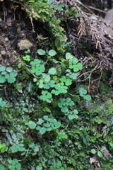 Dichocarpum adiantifolium