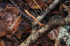 Macrotyphula contorta