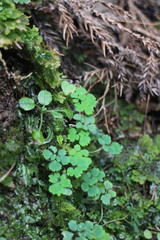 Dichocarpum adiantifolium