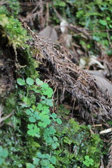 Dichocarpum adiantifolium