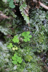 Dichocarpum adiantifolium