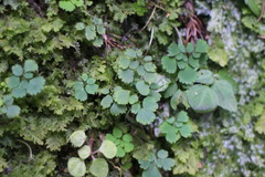 Dichocarpum adiantifolium