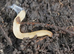 Argonemertes australiensis