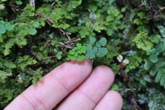 Dichocarpum adiantifolium