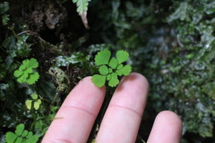 Dichocarpum adiantifolium