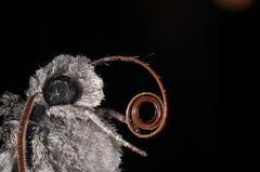 Manduca diffissa