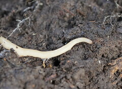 Argonemertes australiensis
