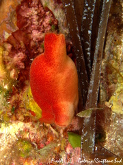Halocynthia papillosa
