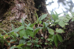 Goodyera robusta