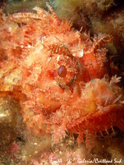 Scorpaena scrofa