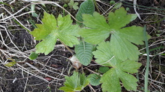 Geranium phaeum