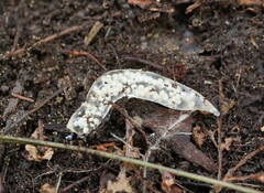 Argonemertes australiensis