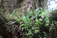 Goodyera robusta