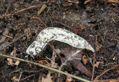 Argonemertes australiensis