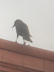 Corvus corone