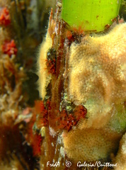 Watersipora cucullata