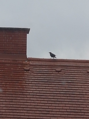 Corvus corone