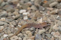 Saurodactylus fasciatus