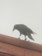 Corvus corone