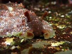 Dolabrifera brazieri