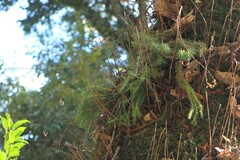 Phlegmariurus cryptomerinus