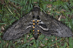 Manduca paphus