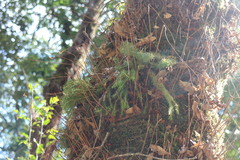 Phlegmariurus cryptomerinus