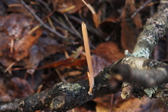 Macrotyphula contorta