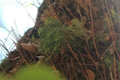 Phlegmariurus cryptomerinus