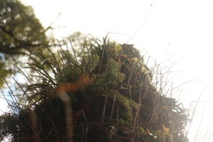 Phlegmariurus cryptomerinus