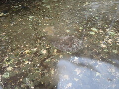 Dolabrifera brazieri