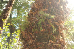 Phlegmariurus cryptomerinus