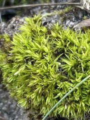 Tortella flavovirens