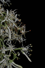 Tripodanthus flagellaris