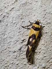 Macrobathra chrysotoxa