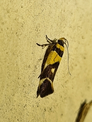 Macrobathra chrysotoxa