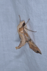 Callionima grisescens