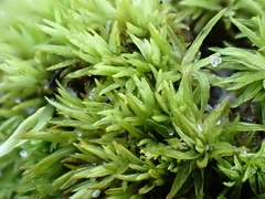 Tortella flavovirens