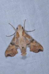 Callionima grisescens