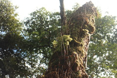 Phlegmariurus cryptomerinus