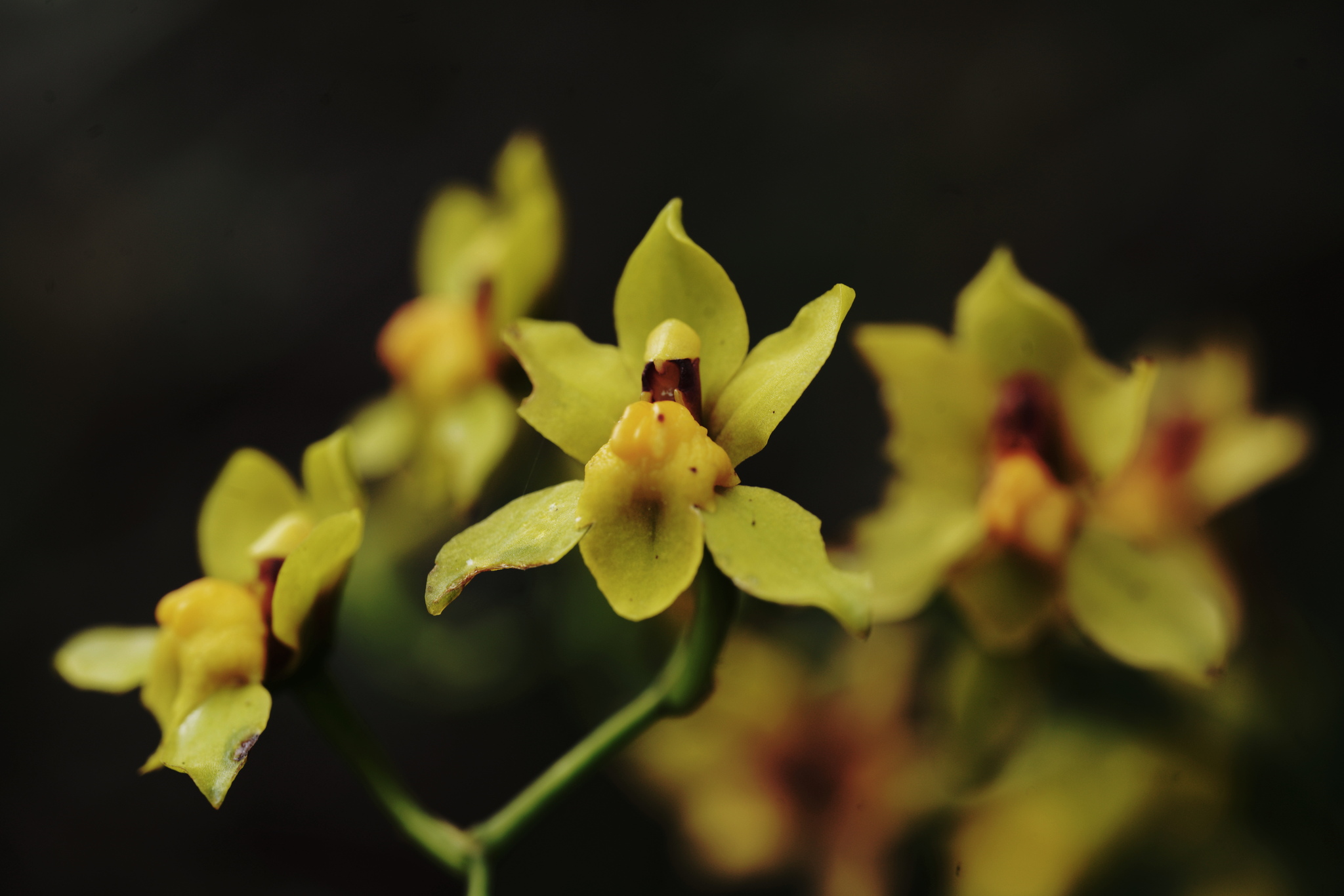 Cyrtochilum soennemarkii image