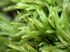 Tortella flavovirens