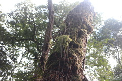 Phlegmariurus cryptomerinus