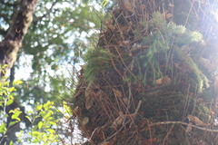 Phlegmariurus cryptomerinus