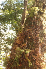 Phlegmariurus cryptomerinus