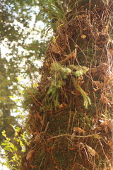 Phlegmariurus cryptomerinus