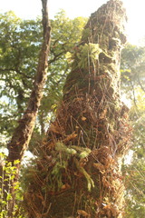 Phlegmariurus cryptomerinus